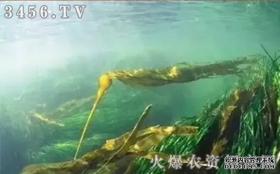 改善土壤问题，少了“海藻微生物菌肥”可不行