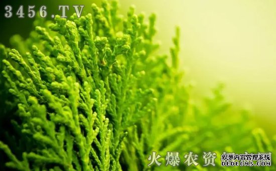 改善土壤问题，少了“海藻微生物菌肥”可不行